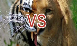 Kịch bản của cuộc chiến giữa sư tử và hổ
