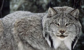 Màn cận chiến quyết liệt trên tuyết giữa linh miêu và chồn