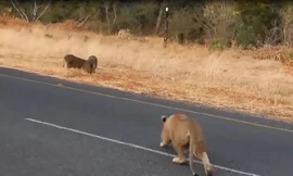 Thiếu cảnh giác, lợn rừng bị sử tử hạ sát trong ‘chớp mắt’