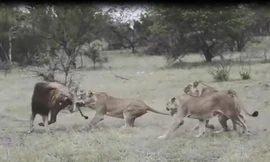 VIDEO: Đàn sư tử cái tấn công khiến sư tử đực bỏ chạy