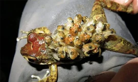 Kỳ lạ, loài cóc sinh con từ lưng