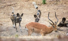 Linh dương thoát chết sau khi bị đàn chó hoang bao vây