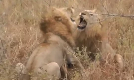 VIDEO: Sư tử đực hỗn chiến vì miếng ăn