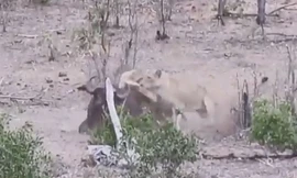 VIDEO: Chống đối sư tử, trâu rừng trả giá bằng cả tính mạng