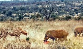 Báo săn đối đầu lợn bướu.
