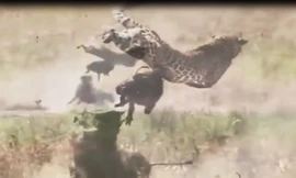 VIDEO: Lợn rừng liều mạng tấn công báo, giải cứu con