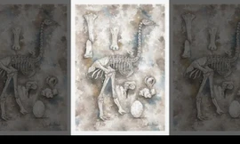 Bí mật về loài 'chim voi' và sự diệt vong của chúng