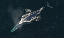 Top 10 loài cá voi dài nhất hành tinh