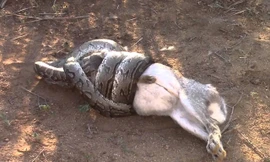 Rùng mình cảnh trăn nuốt chửng con mồi