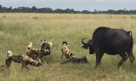 Tấn công dũng mãnh, đàn chó hoang sát hại 5 trâu rừng con