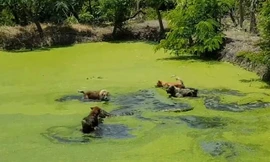 Màn thủy chiến ác liệt giữa kỳ đà với 4 chú chó