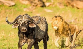 Trâu rừng vừa thoát khỏi sư tử đã bị cá sấu tấn công