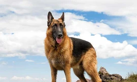 Những giống chó ngoại thích nghi tốt với khí hậu Việt Nam