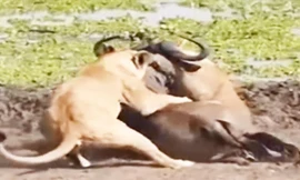 Linh dương đầu bò chết thảm dưới nanh vuốt đàn sư tử