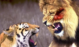 Những trận đấu 'lịch sử' giữa sư tử và hổ