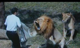 Những tình huống rùng rợn động vật trong sở thú tấn công người