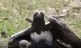 Đại bàng tóm gọn lợn lòi con