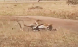 Vừa thoát khỏi hàm cá sấu, ngựa vằn đã bị bầy sư tử ăn thịt