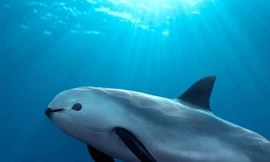 2 loài cá heo sắp bị tuyệt chủng