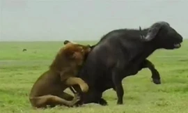 Sư tử đực phô diễn kỹ thuật săn mồi siêu đẳng 