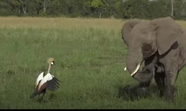 Chú chim dũng cảm, dám chống lại voi để bảo vệ tổ
