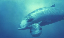 Những loài động vật có vú lặn sâu nhất thế giới 