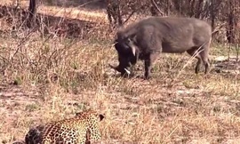 VIDEO: Tình huống săn mồi cực kỳ ngớ ngẩn của báo hoa mai