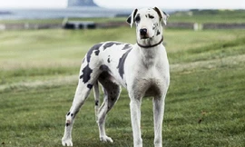 Nguồn gốc của giống chó cao nhất thế giới 