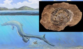 Các nhà khoa học cho rằng, quả trứng được tìm thấy có thể là của loài Thương long.