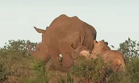 Sư tử cái bắt tê giác con.