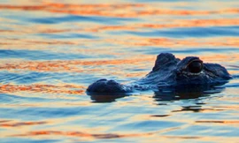 Cá sấu non trở thành bữa ăn 'ngon lành' cho cá sông