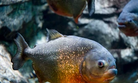 Cận cảnh màn xâu xé con mồi của cá Piranha bụng đỏ