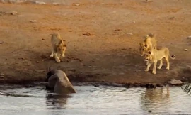 Màn giao chiến siêu kịch tính giữa tê giác với 3 con sư tử