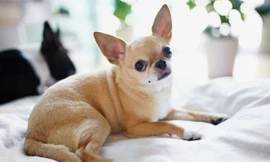 'Điểm danh' 10 giống chó nhỏ nhất thế giới
