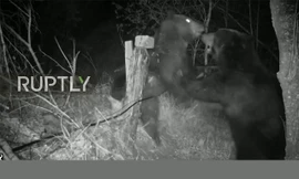 Đại chiến khu bảo tồn, gấu phá hỏng hệ thống máy quay