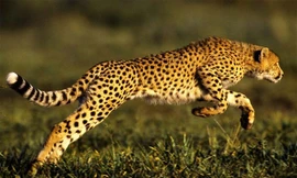 Top 3 loài động vật có vú chạy nhanh nhất thế giới 