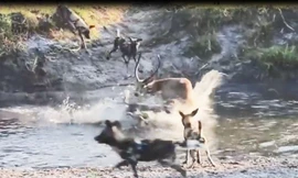 VIDEO: Linh dương Impala một mình chiến đấu với nhiều kẻ săn mồi