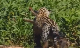 Clip: Báo đốm lội nước bắt trọn cá sấu 