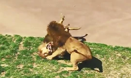 VIDEO: Màn giao chiến đẫm máu giữa 2 con sư tử
