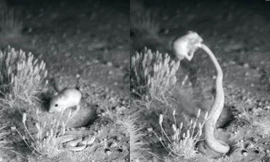 Chuột nhảy 'song phi' đá văng rắn đuôi chuông kịch độc