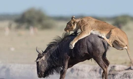 Sai lầm chết người khiến linh dương đầu bò bị tóm gọn