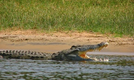 Quá trình ăn uống khổ cực của cá sấu