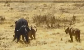 VIDEO: Cuộc chiến sinh tử giữa trâu rừng với đàn sư tử