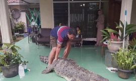 SỐC: Gia đình ở Indonesia nuôi cá sấu làm ‘thú cưng’