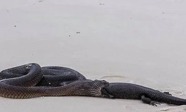 Hãi hùng cảnh rắn độc nuốt chửng kỳ đà trên bãi biển 
