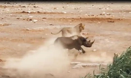 Tê giác giao đấu với sư tử và cái kết khó lường