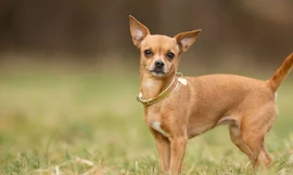 Hai giống chó thích hợp nuôi trong căn hộ nhỏ và chung cư