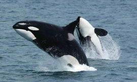 Những loài cá bơi nhanh nhất thế giới 