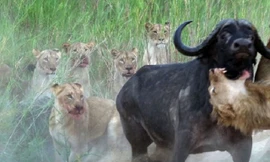 Nhờ đồng loại, trâu rừng thoát chết khỏi hàm sư tử 