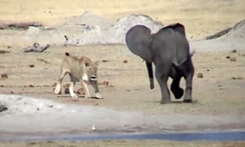 Voi con đối đầu với sư tử.